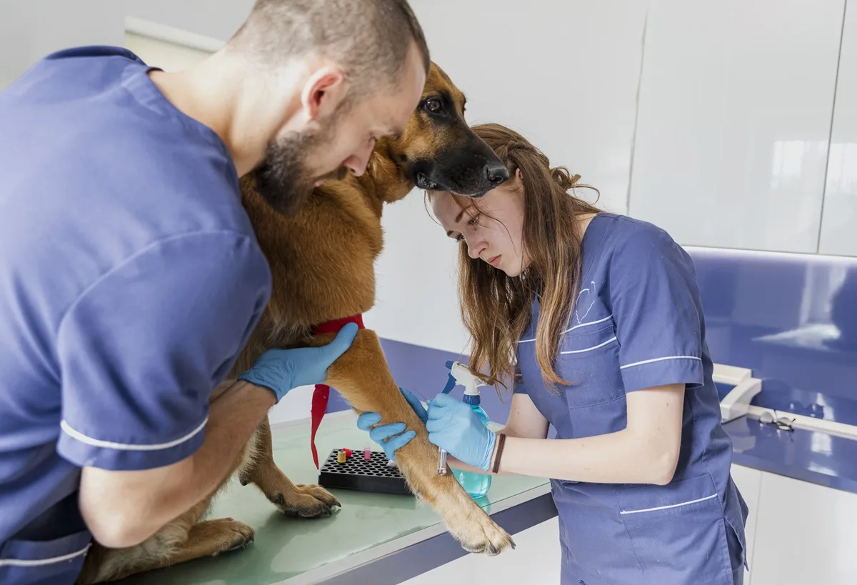 Aiuti per animali domestici 2025 basati sull’Isee: scopri a chi sono destinati