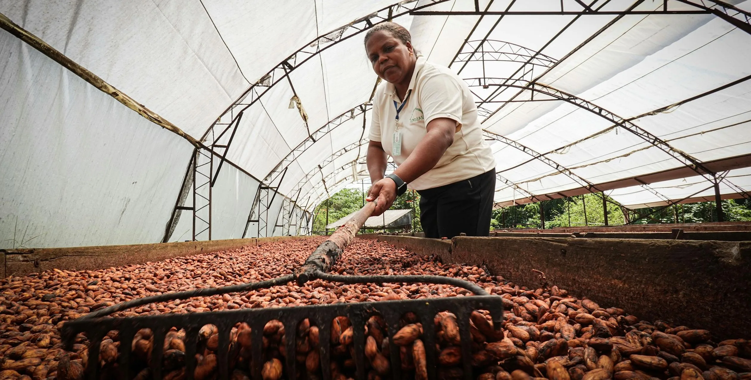 Perché la Scarsità di Cacao Persiste: Una Crisi dell’Offerta Non Ancora Risolta
